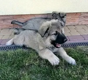 1-3 months Male Purebred German Shepherd