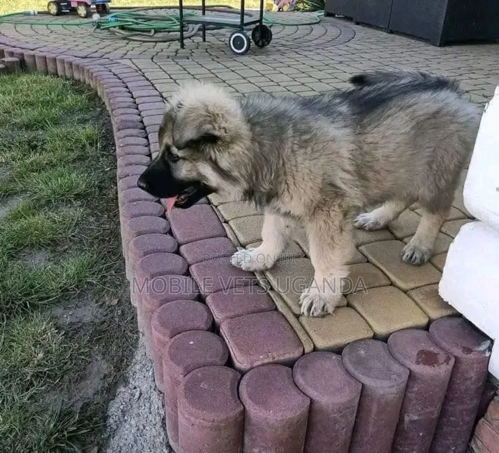 3-6 months Male Purebred German Shepherd