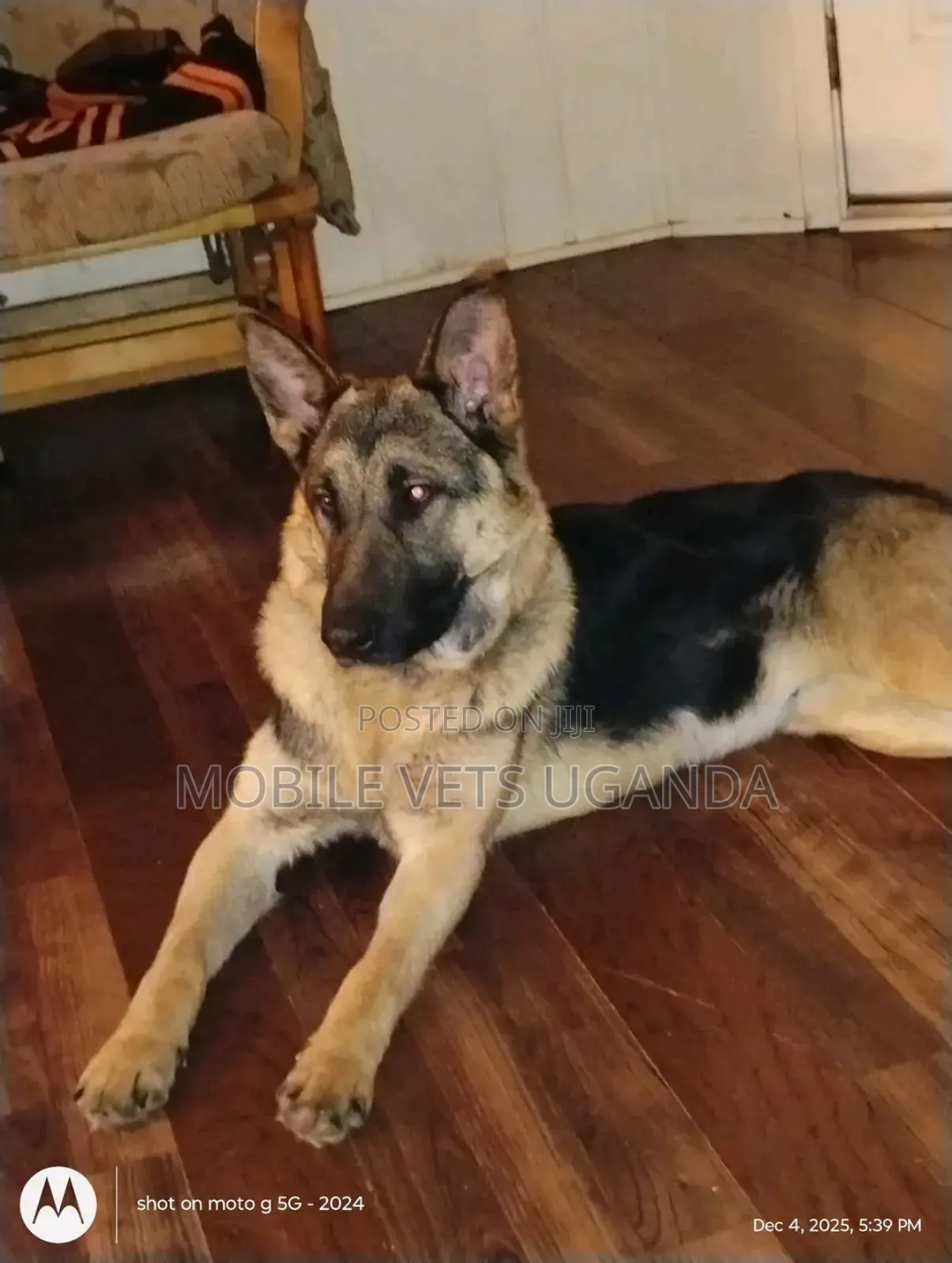 6-12 months Male Purebred German Shepherd