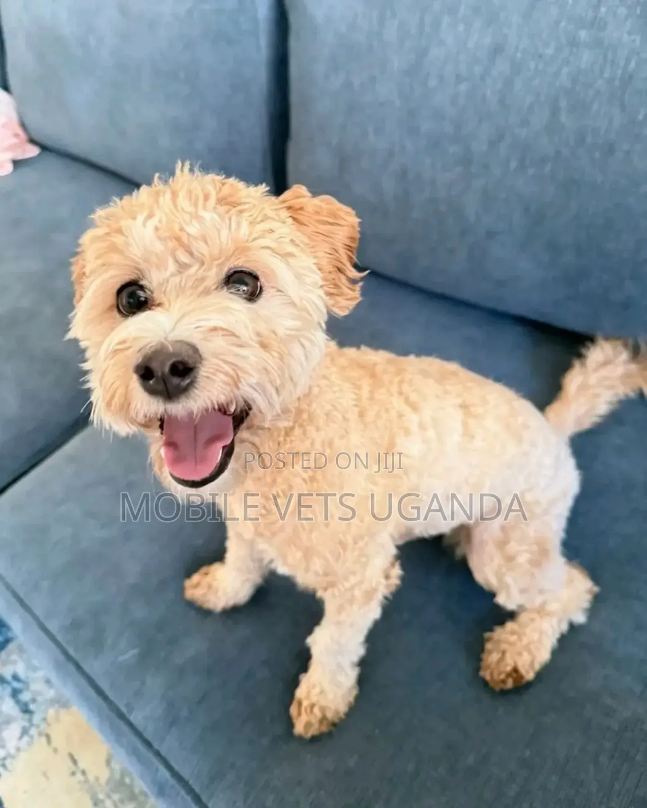 3-6 months Male Purebred Maltese