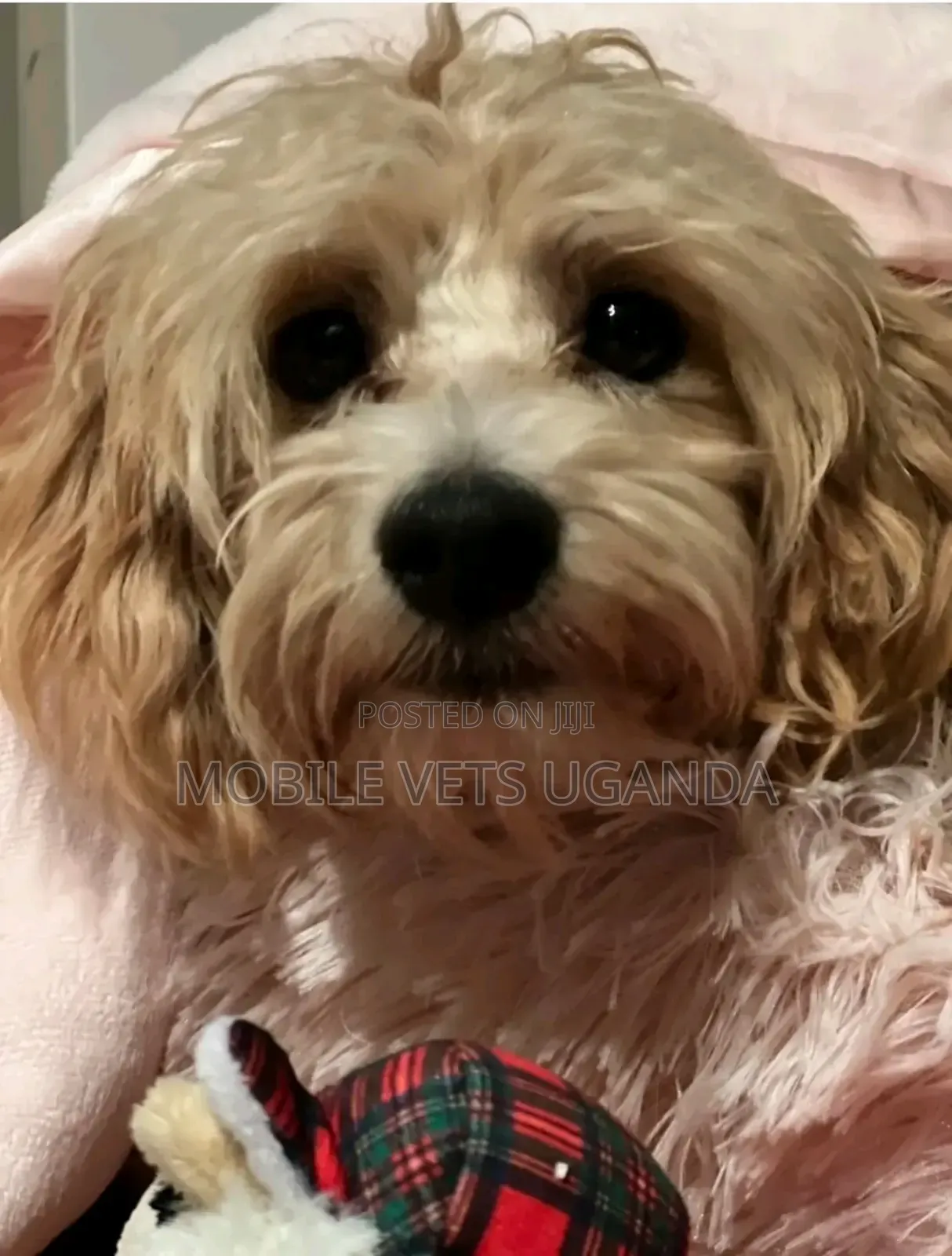 3-6 months Female Purebred Maltese