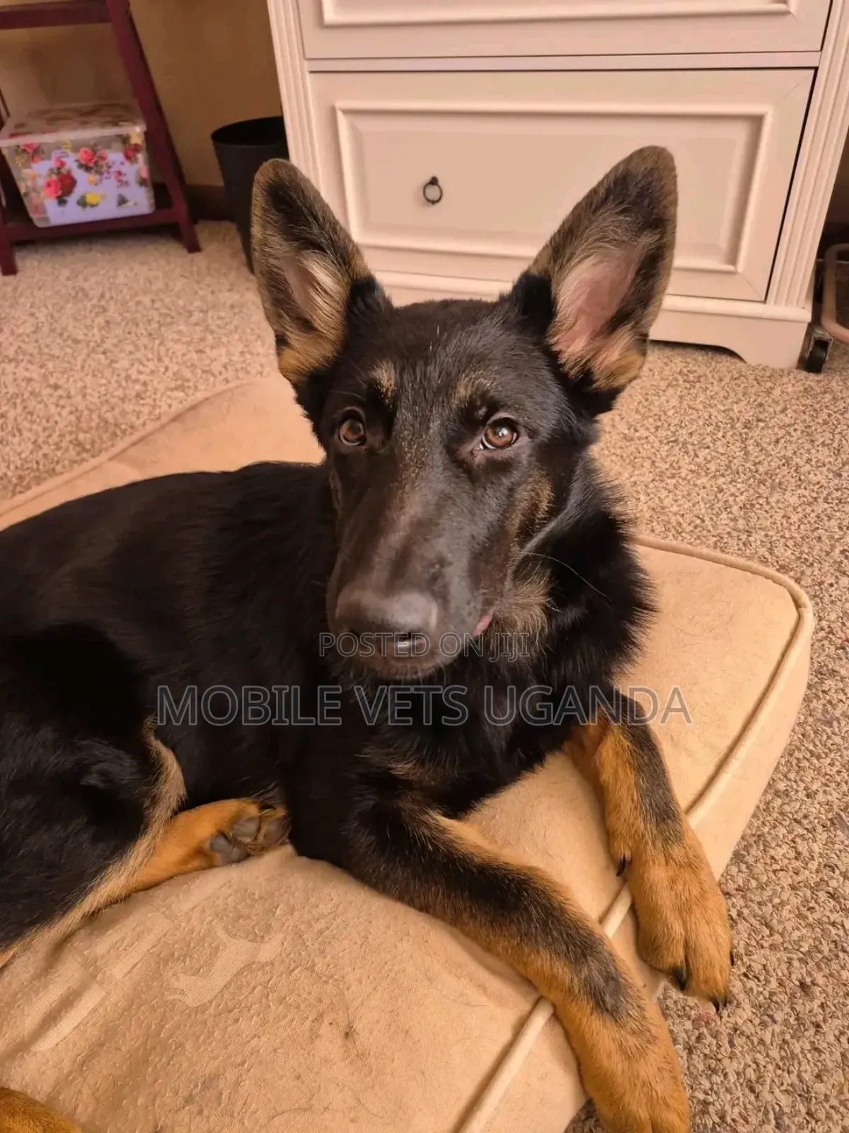 6-12 months Male Purebred German Shepherd