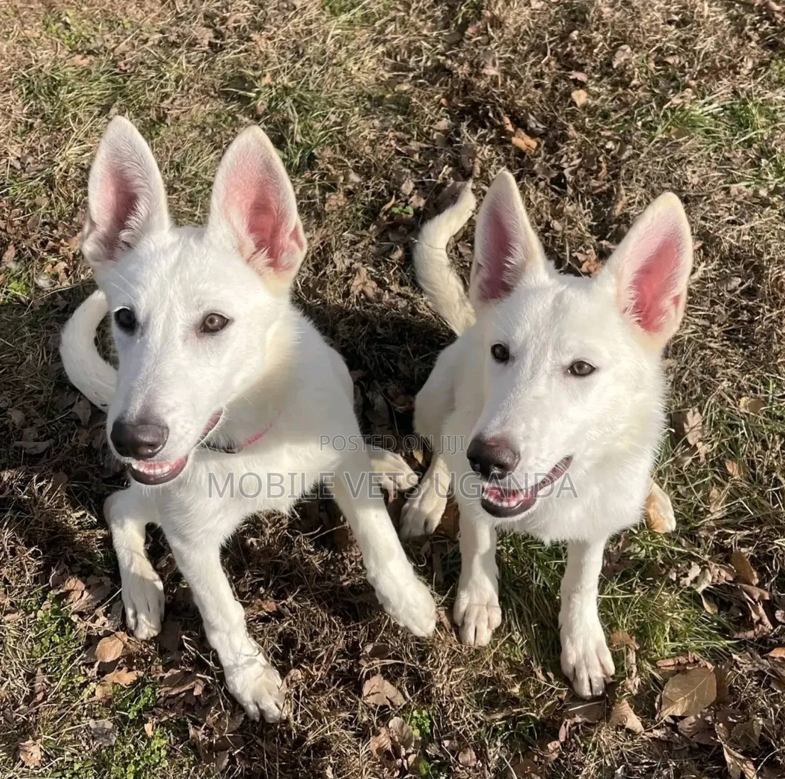 3-6 months Male Purebred German Shepherd