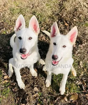 6-12 months Female Purebred German Shepherd