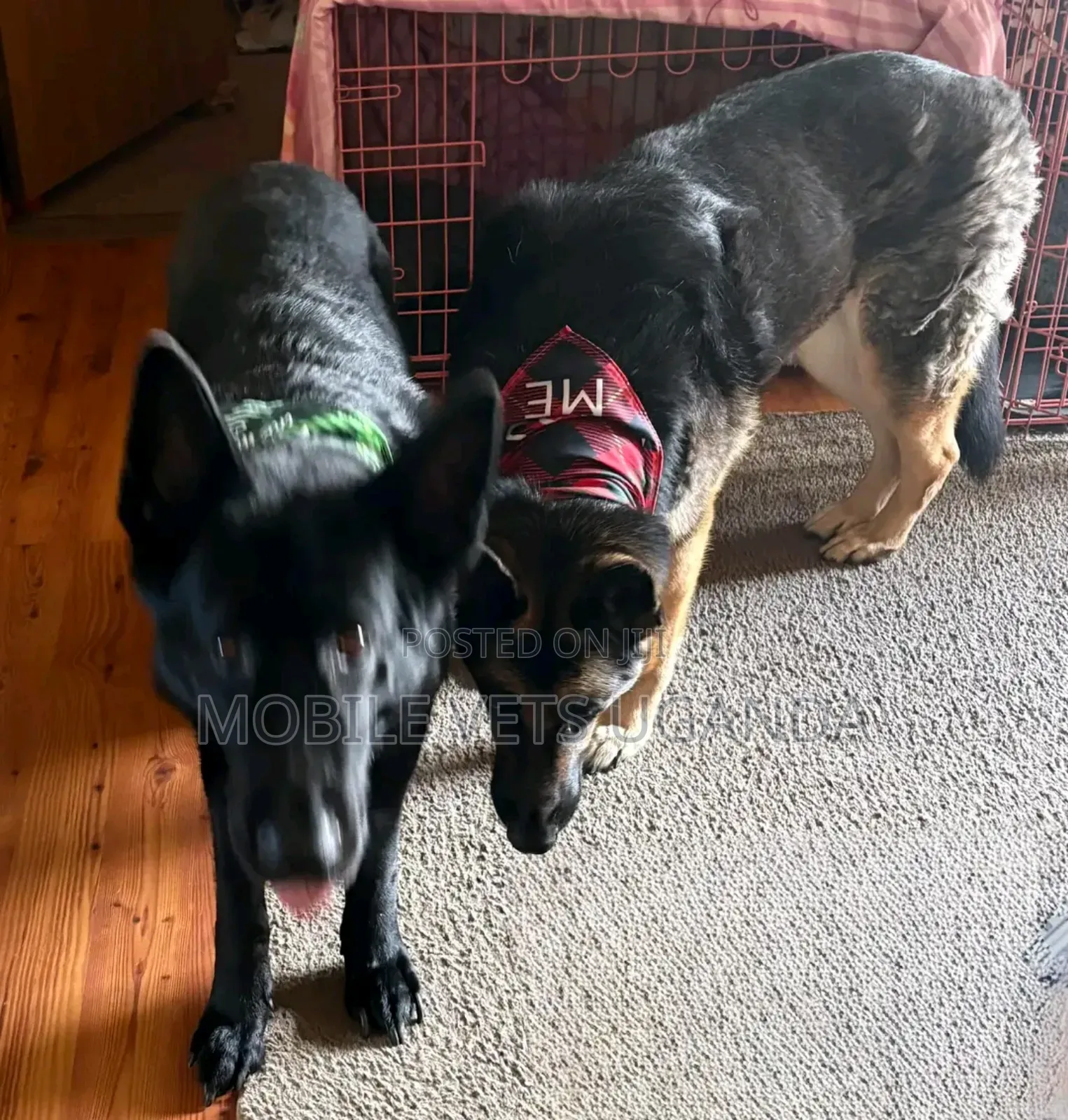 1-3 months Male Purebred German Shepherd