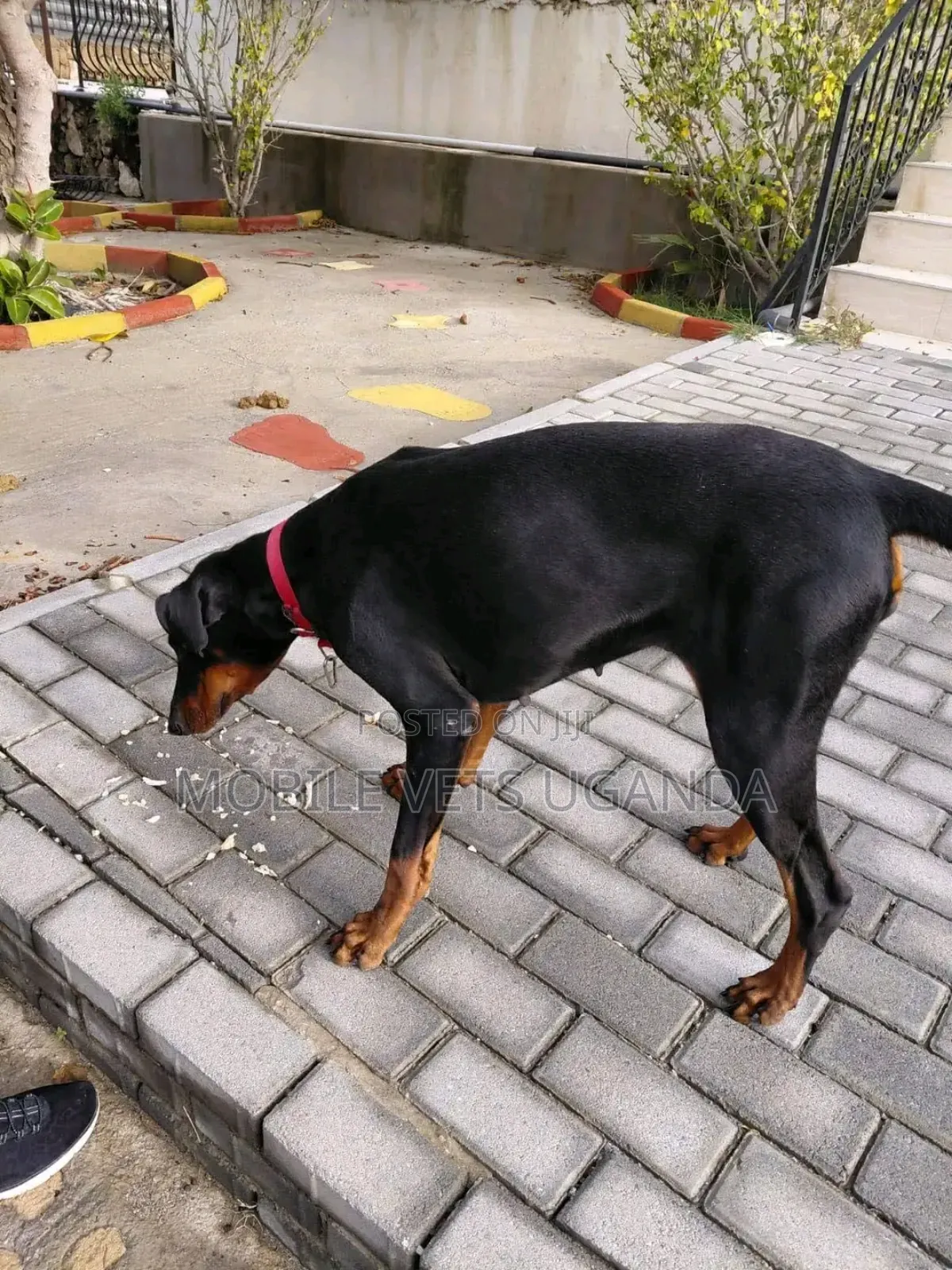 3-6 months Female Purebred Doberman Pinscher