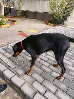 3-6 months Female Purebred Doberman Pinscher