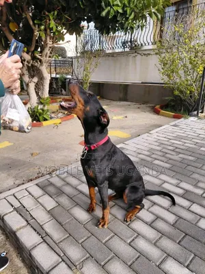 1+ year Male Purebred Doberman Pinscher