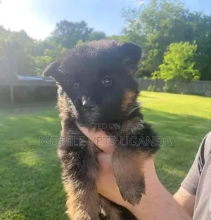 0-1 month Male Purebred German Shepherd