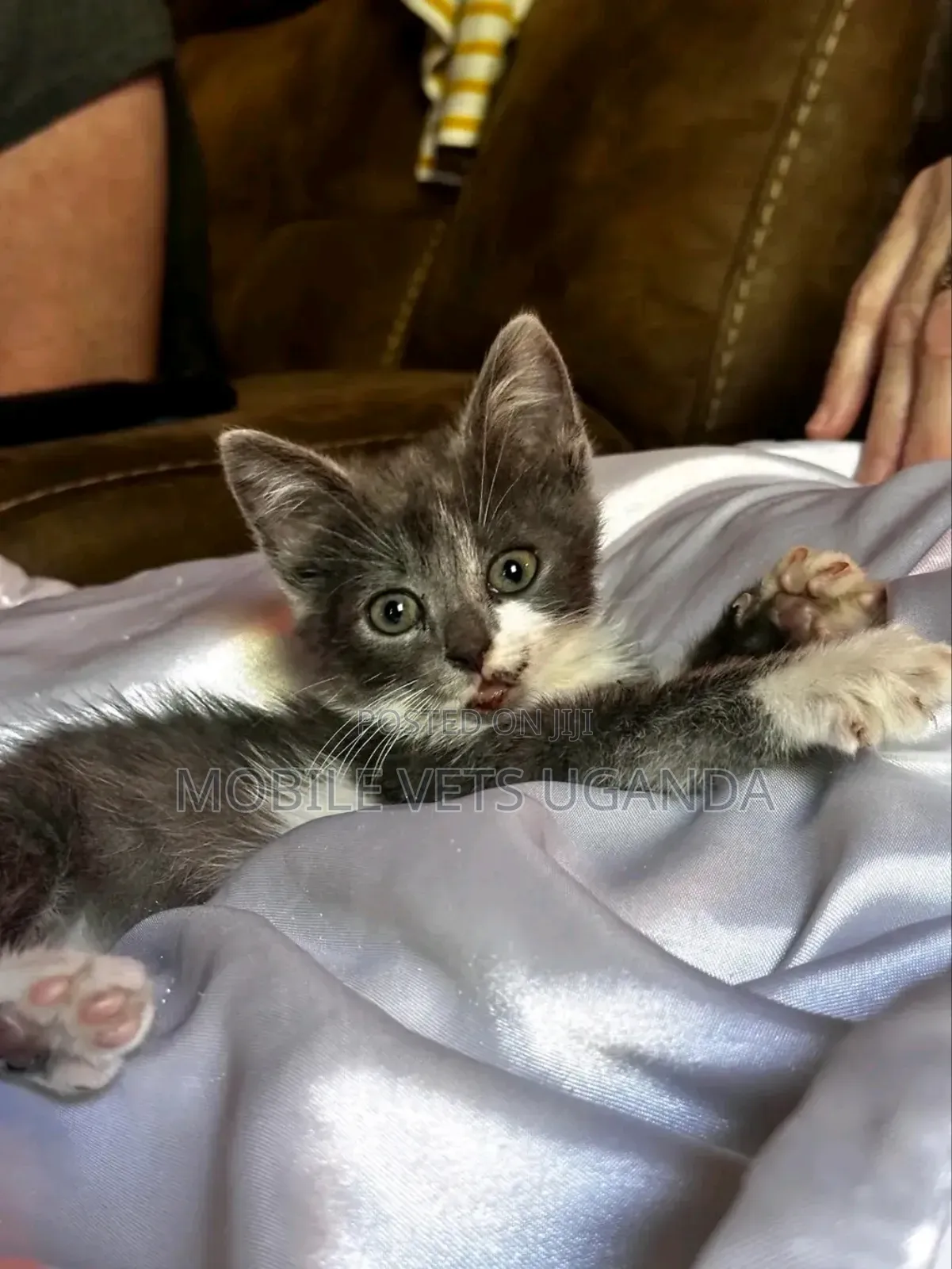 3-6 months Male Purebred Sphynx