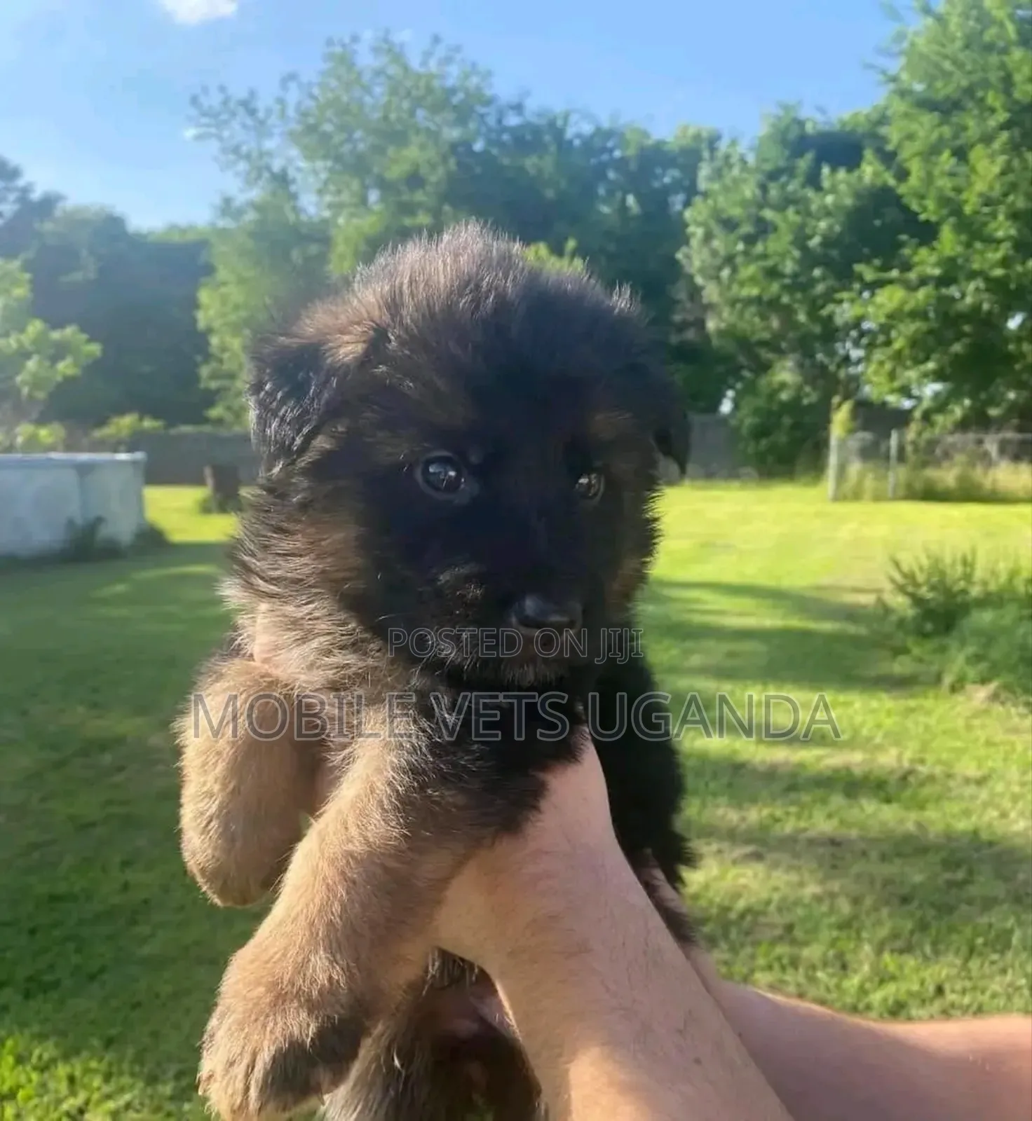 1-3 months Male Purebred German Shepherd