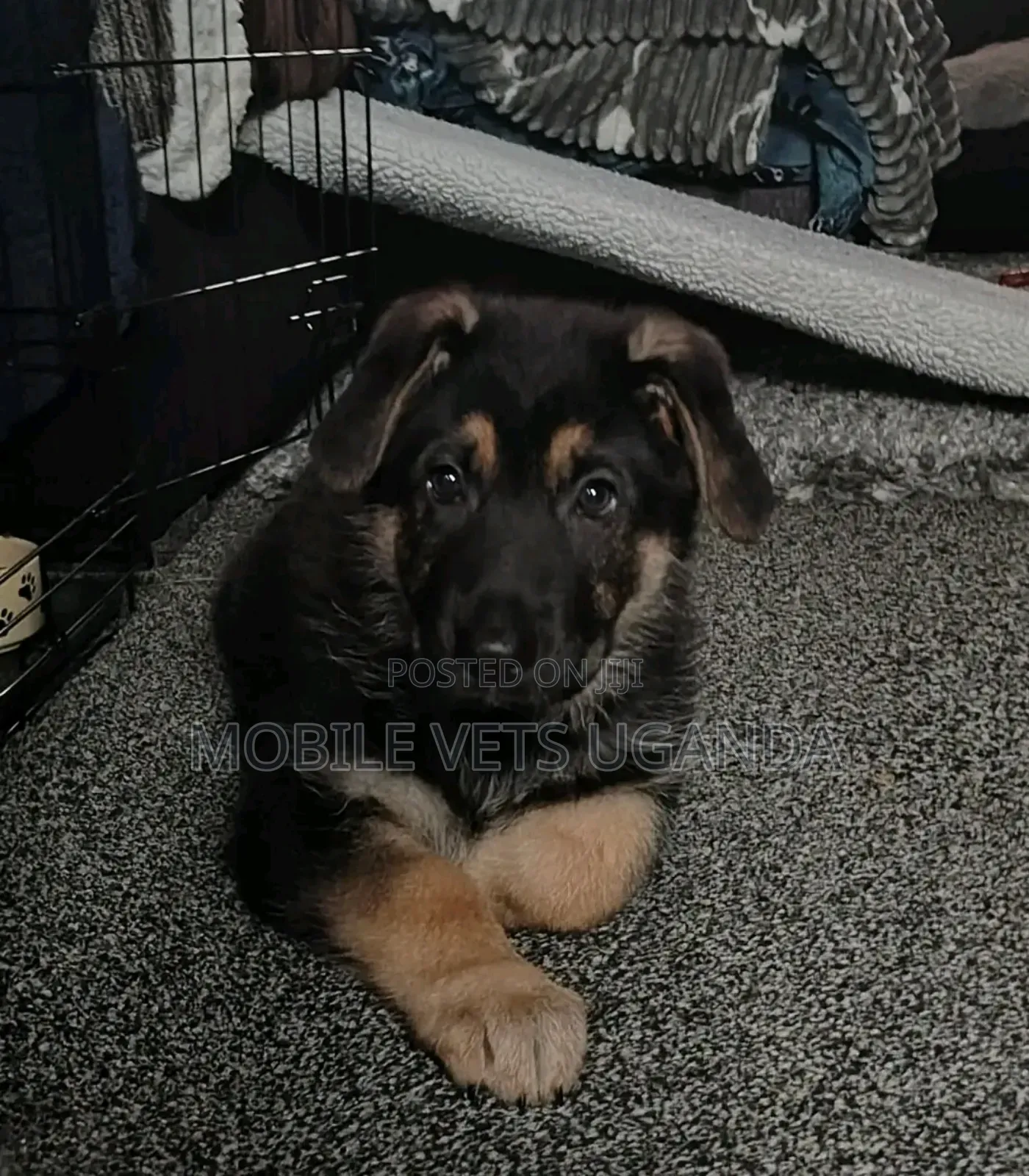 1-3 months Male Purebred German Shepherd