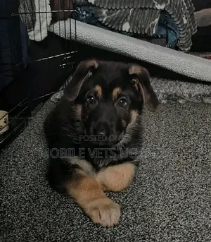 1-3 months Male Purebred German Shepherd
