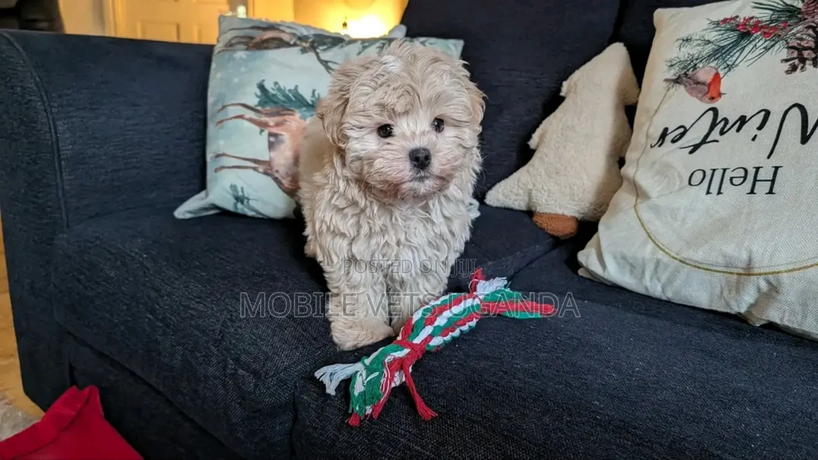 3-6 months Male Purebred Maltese