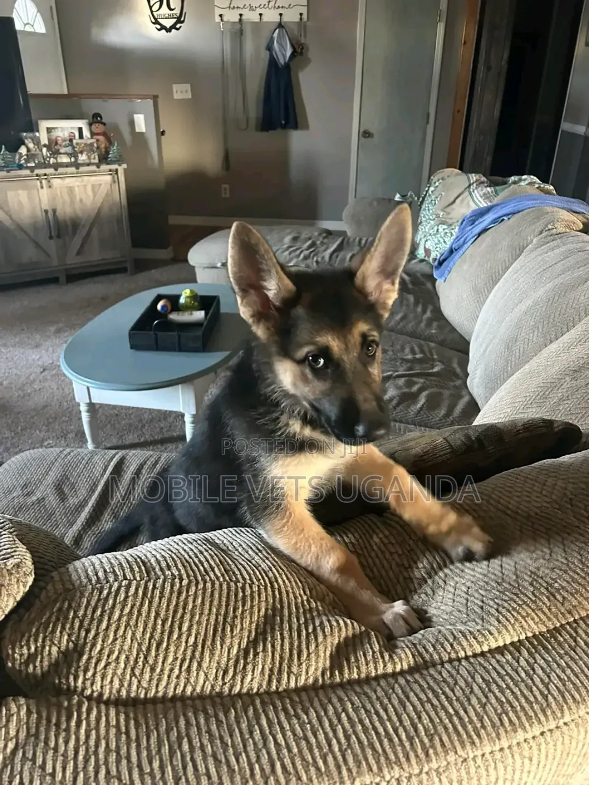 3-6 months Female Purebred German Shepherd
