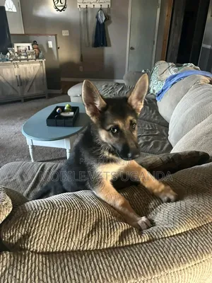 3-6 months Female Purebred German Shepherd