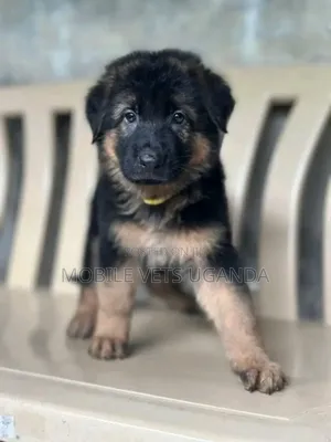 1-3 months Female Purebred German Shepherd