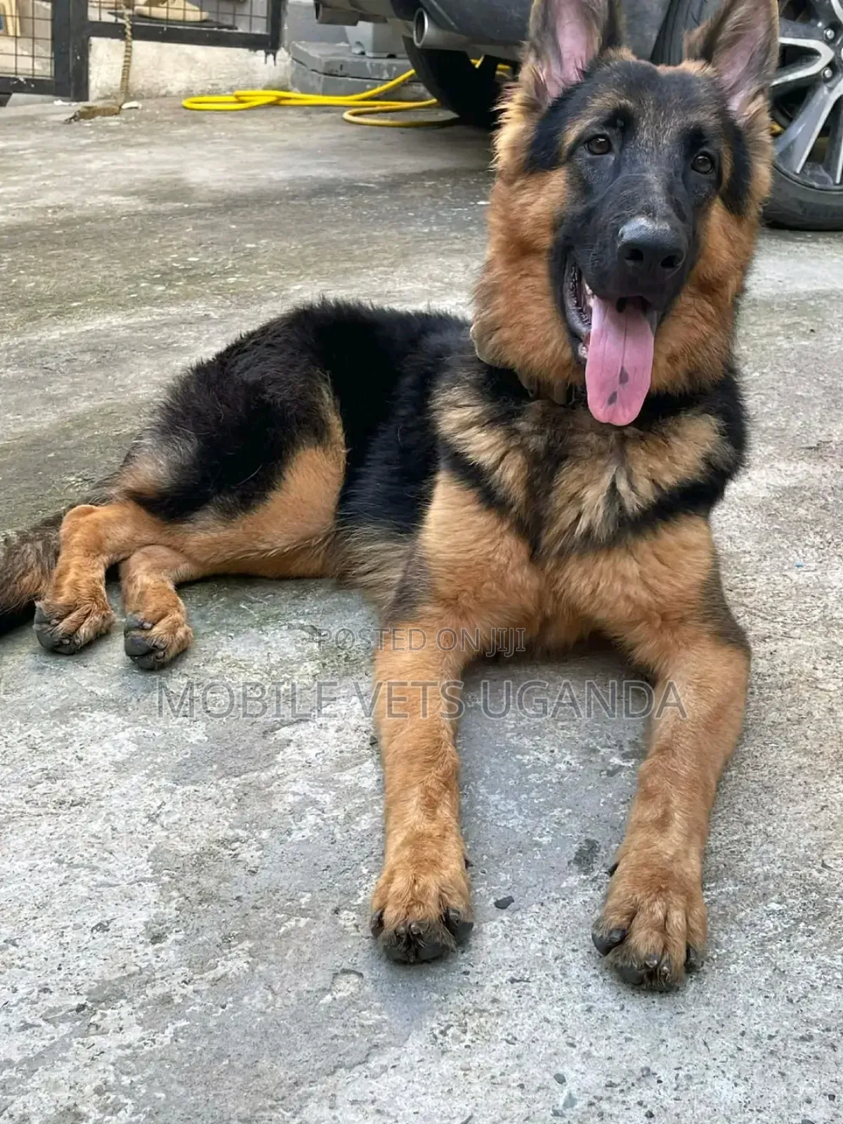 1+ year Female Purebred German Shepherd