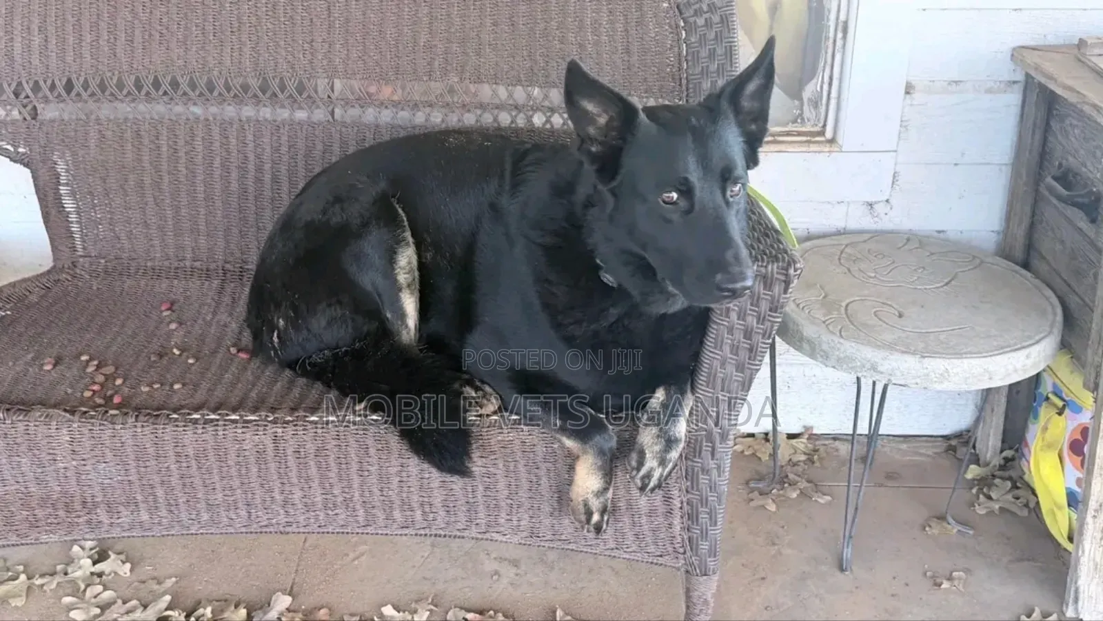 6-12 months Male Purebred German Shepherd