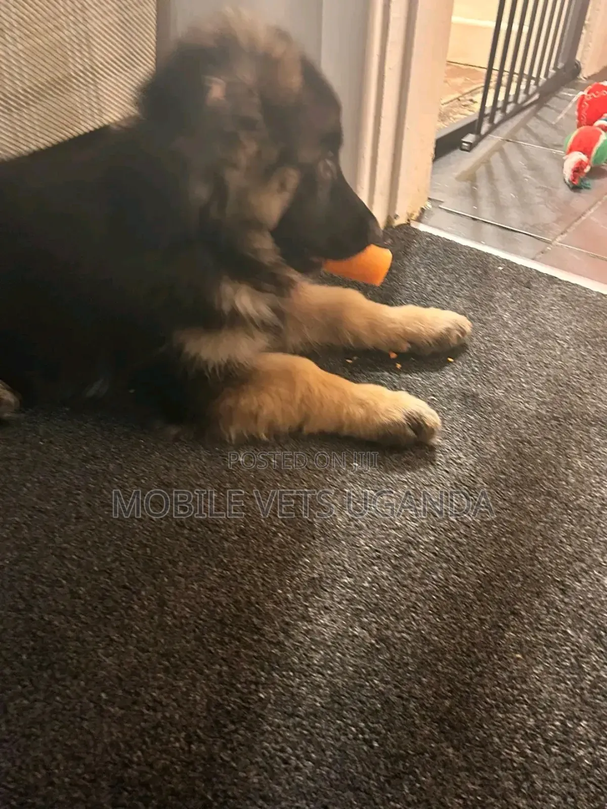 1-3 months Male Purebred German Shepherd