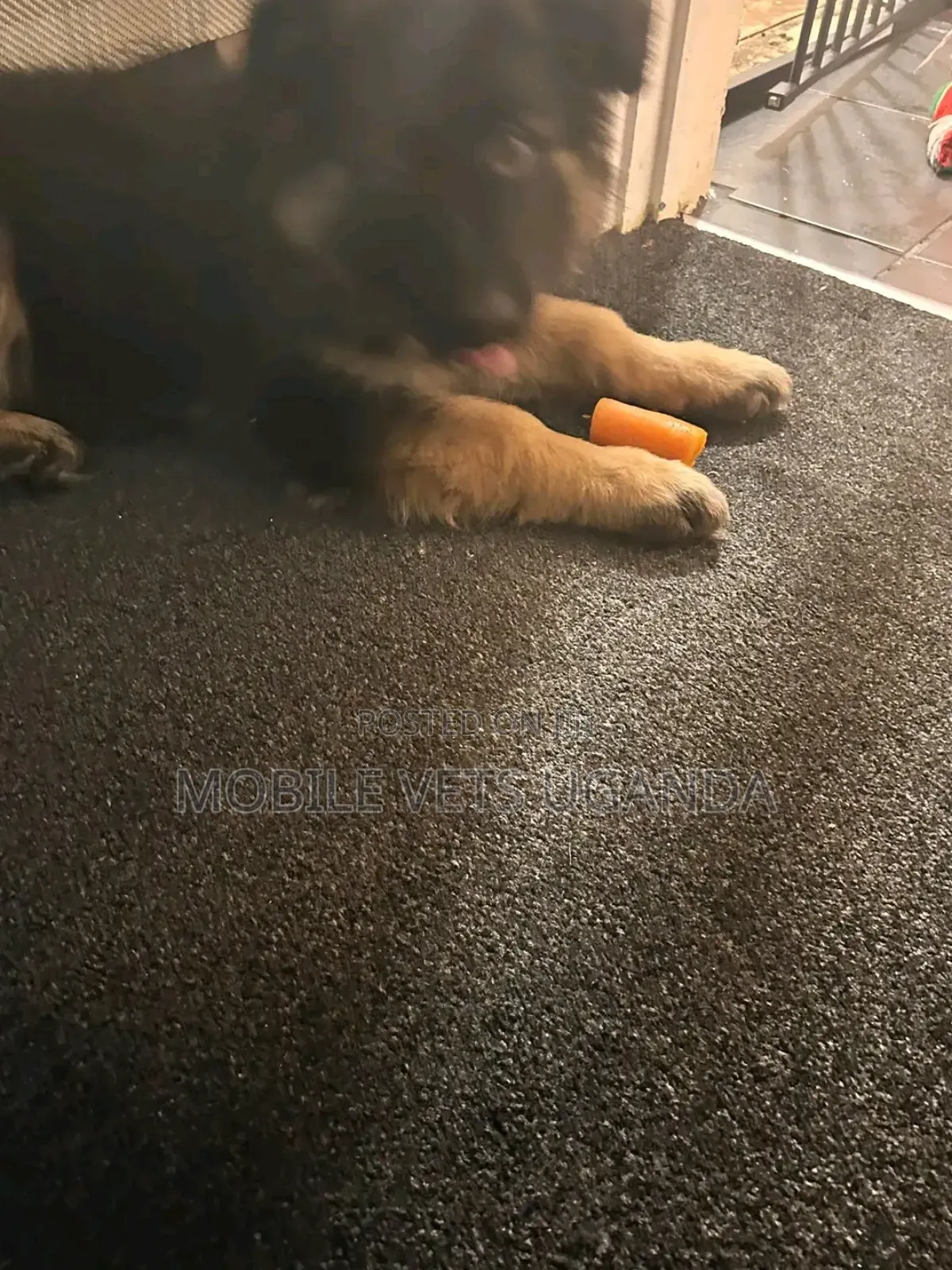 0-1 month Female Purebred German Shepherd