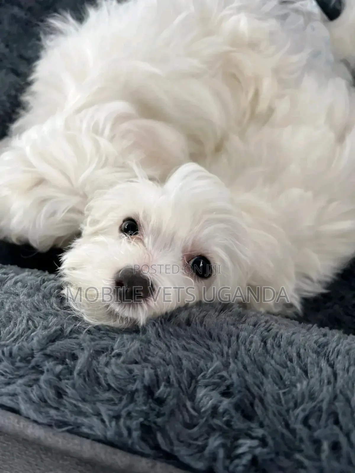 3-6 months Male Purebred Maltese