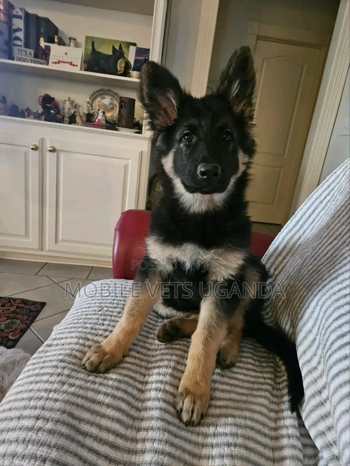 3-6 months Male Purebred German Shepherd