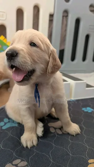 0-1 month Male Purebred Golden Retriever