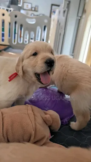 1-3 months Male Purebred Golden Retriever