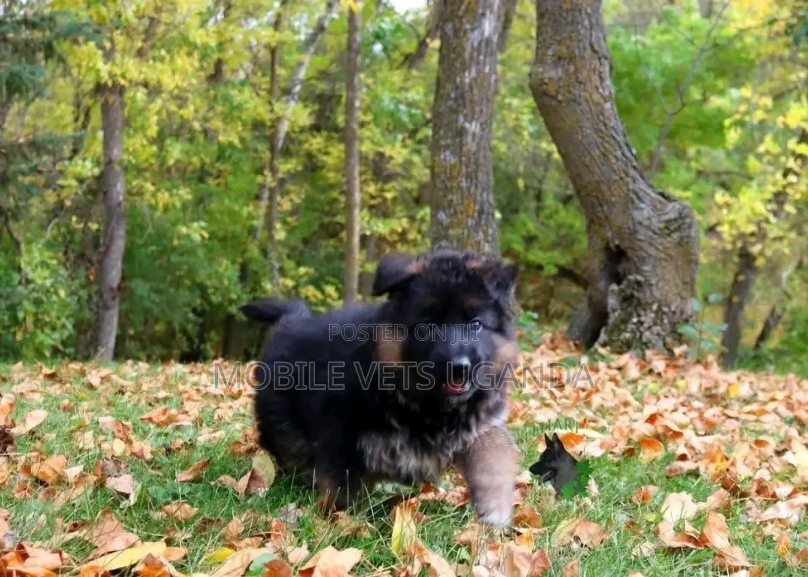 1-3 months Male Purebred German Shepherd