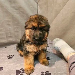 0-1 month Male Purebred German Shepherd