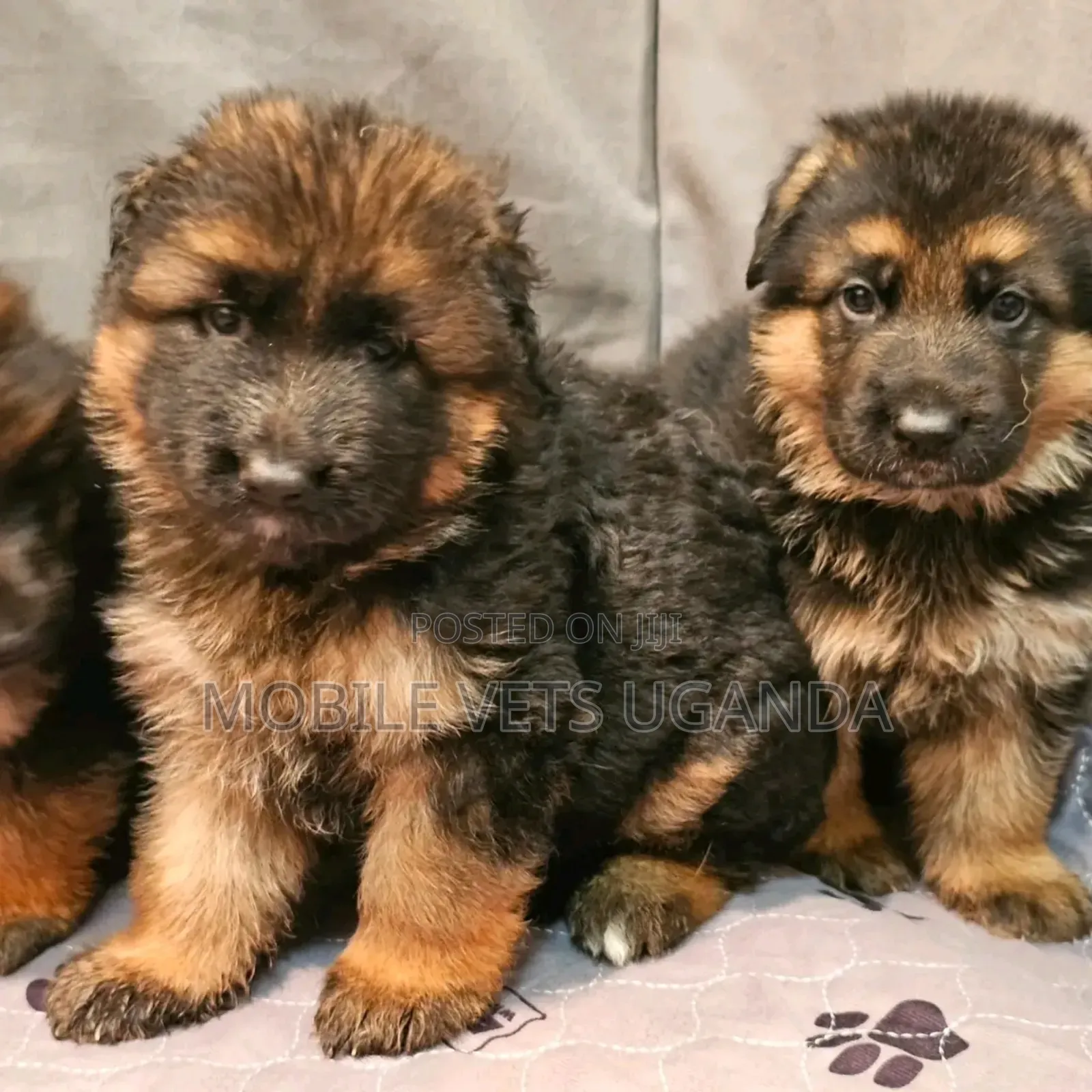 3-6 months Male Purebred German Shepherd