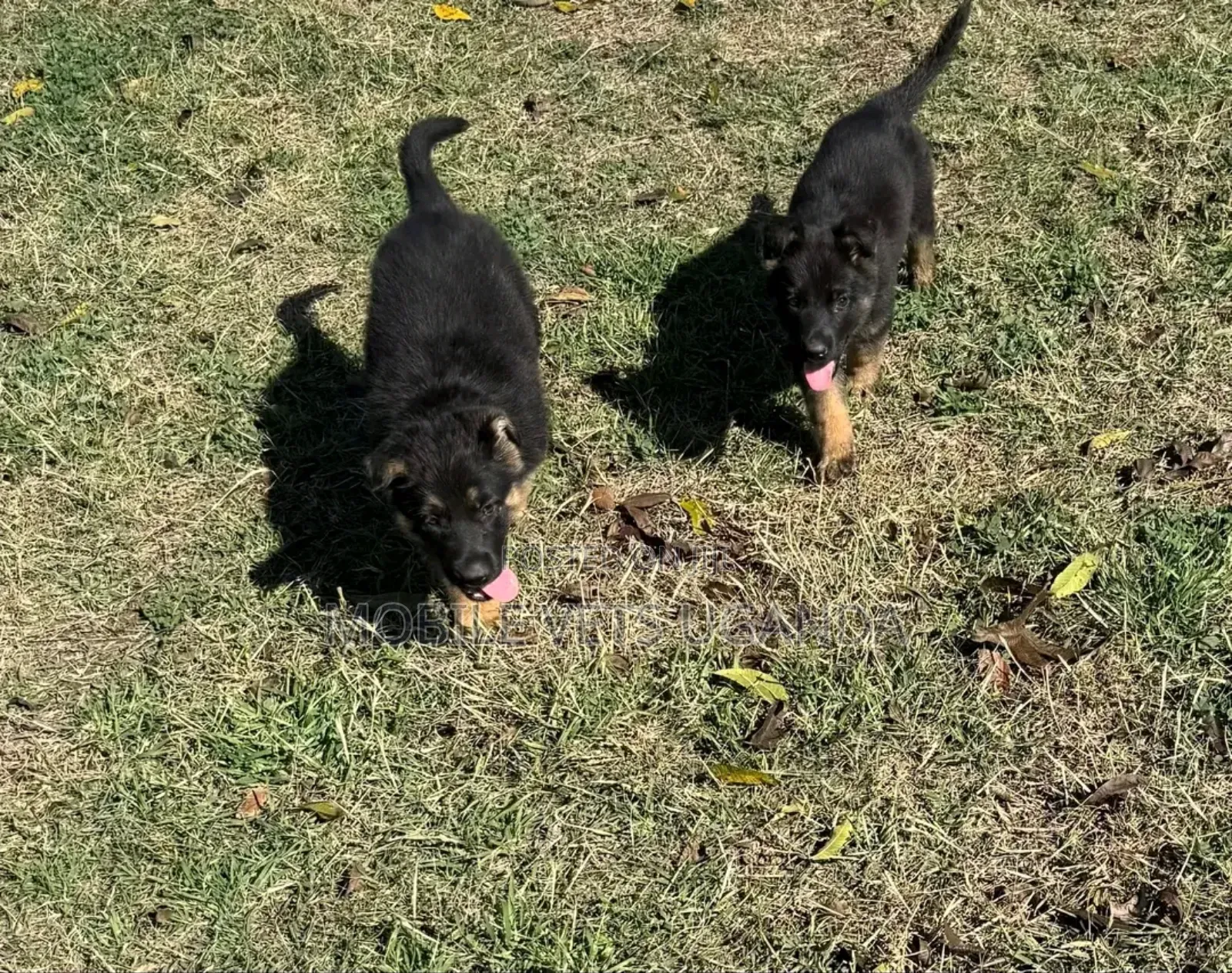 1-3 months Female Purebred German Shepherd