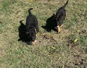 1-3 months Female Purebred German Shepherd