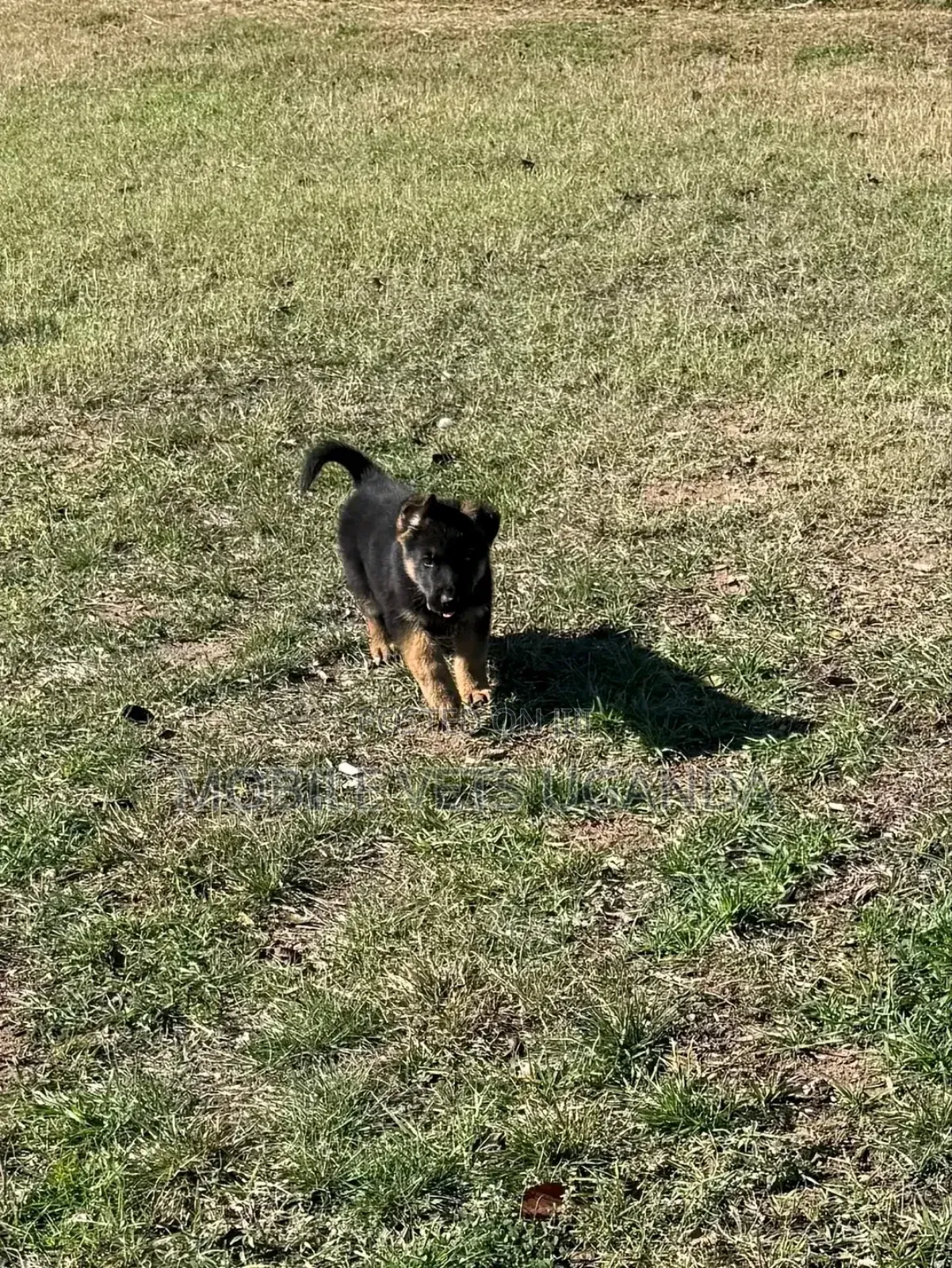 0-1 month Female Purebred German Shepherd