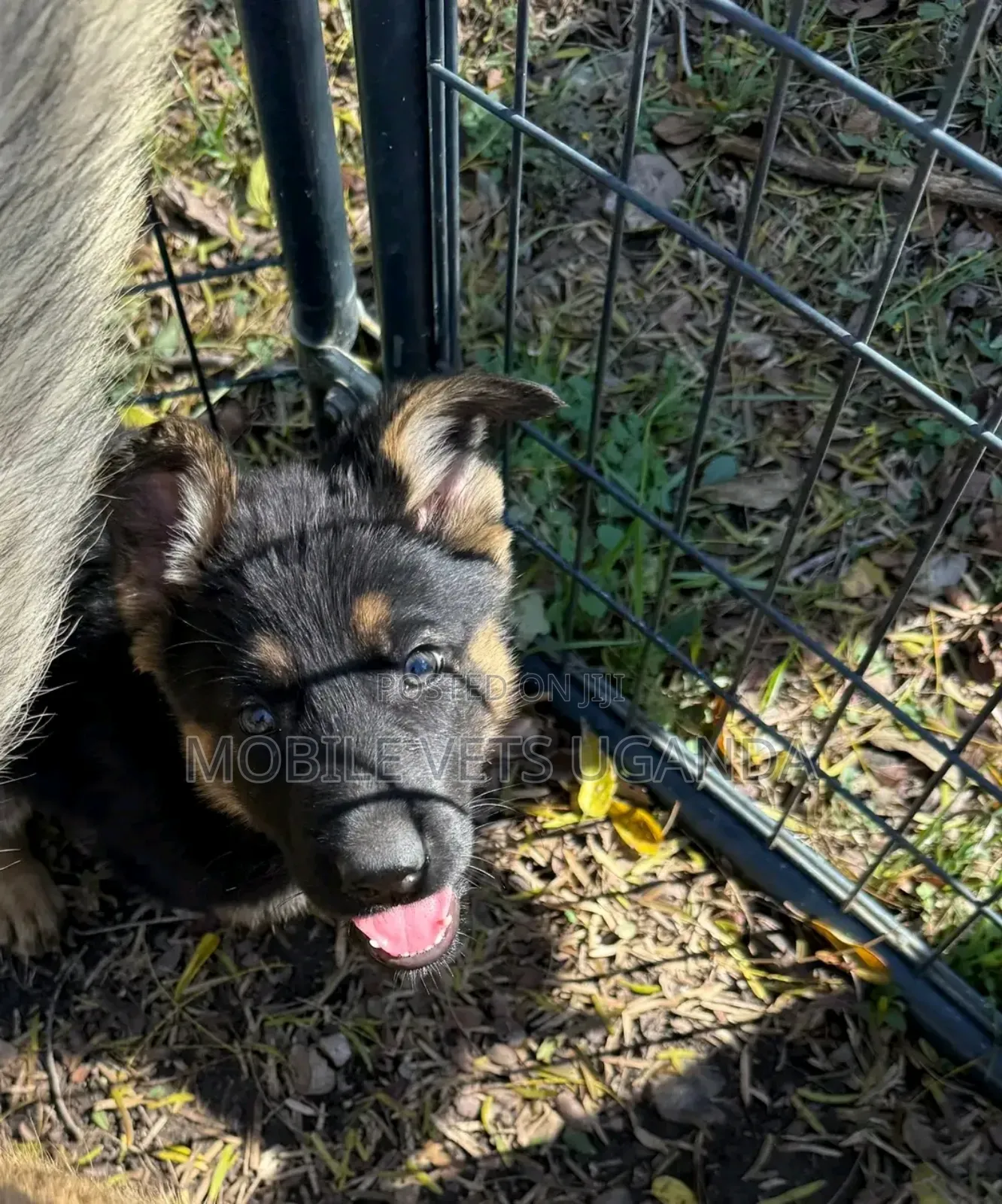 1-3 months Female Purebred German Shepherd