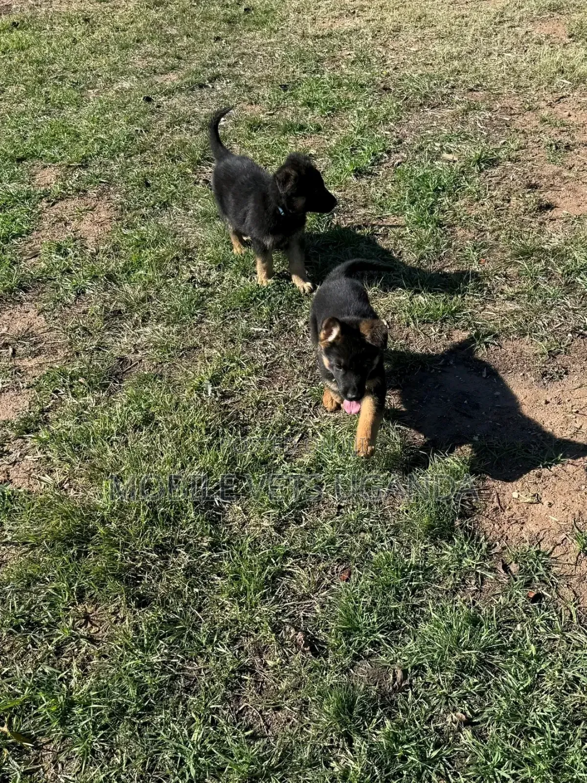 0-1 month Male Purebred German Shepherd