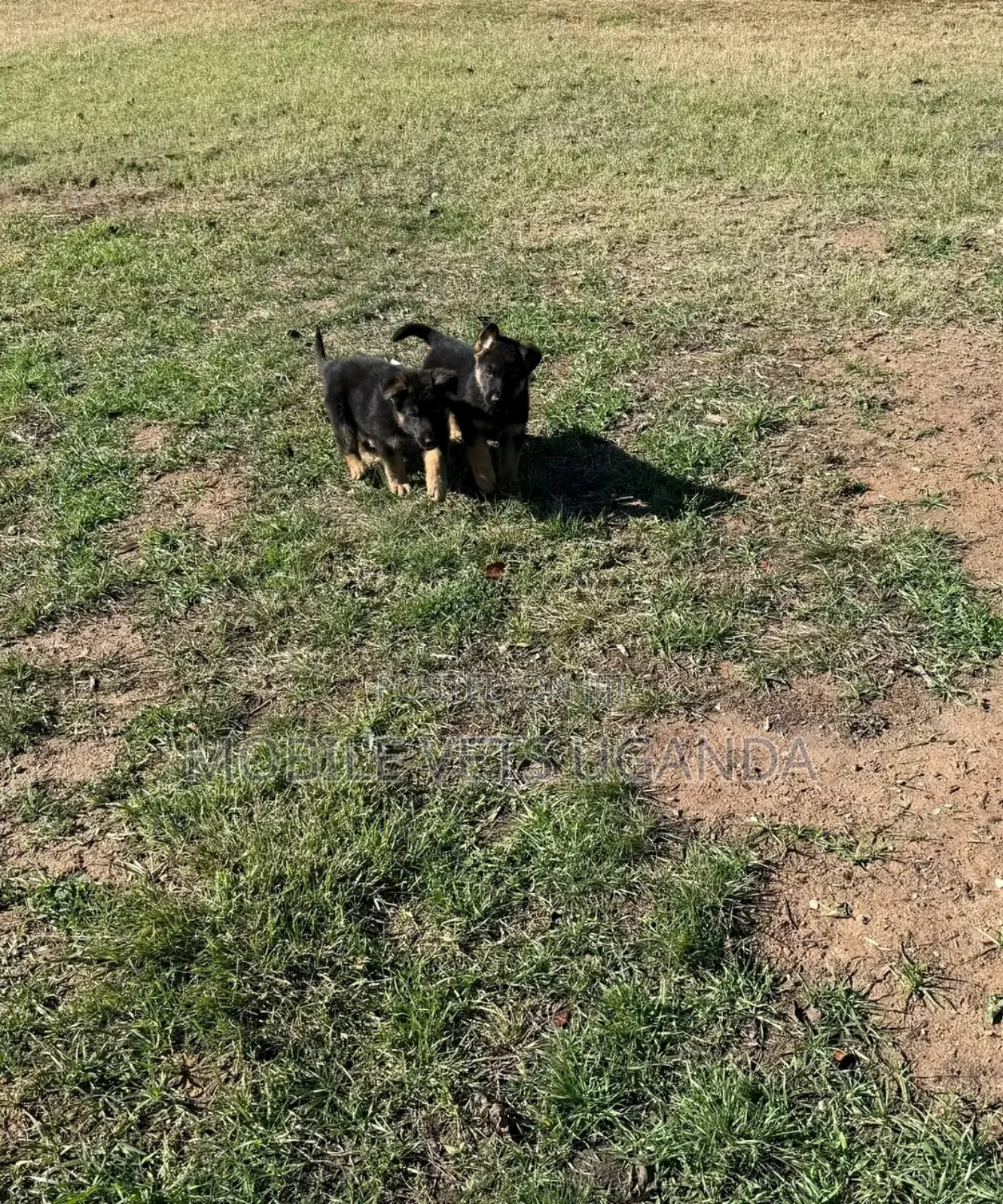 0-1 month Female Purebred German Shepherd