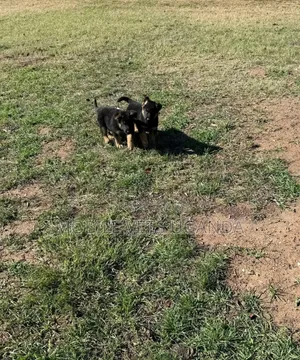 0-1 month Female Purebred German Shepherd