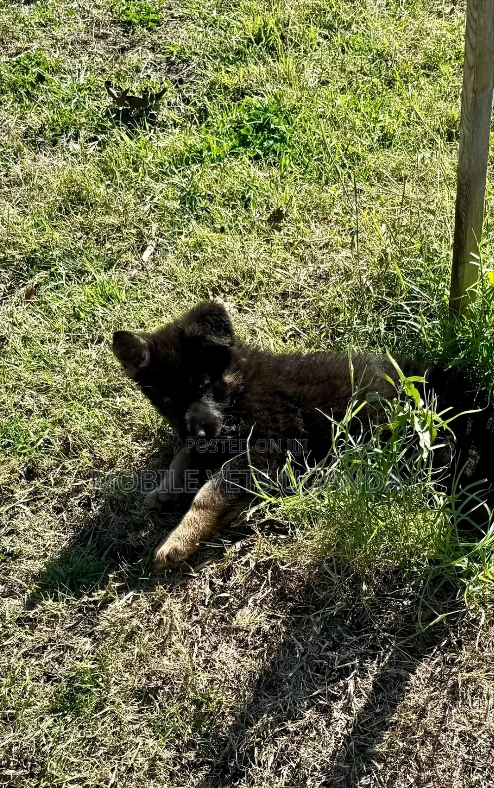 1-3 months Male Purebred German Shepherd