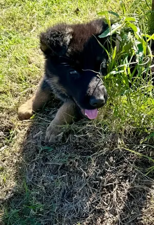 0-1 month Male Purebred German Shepherd