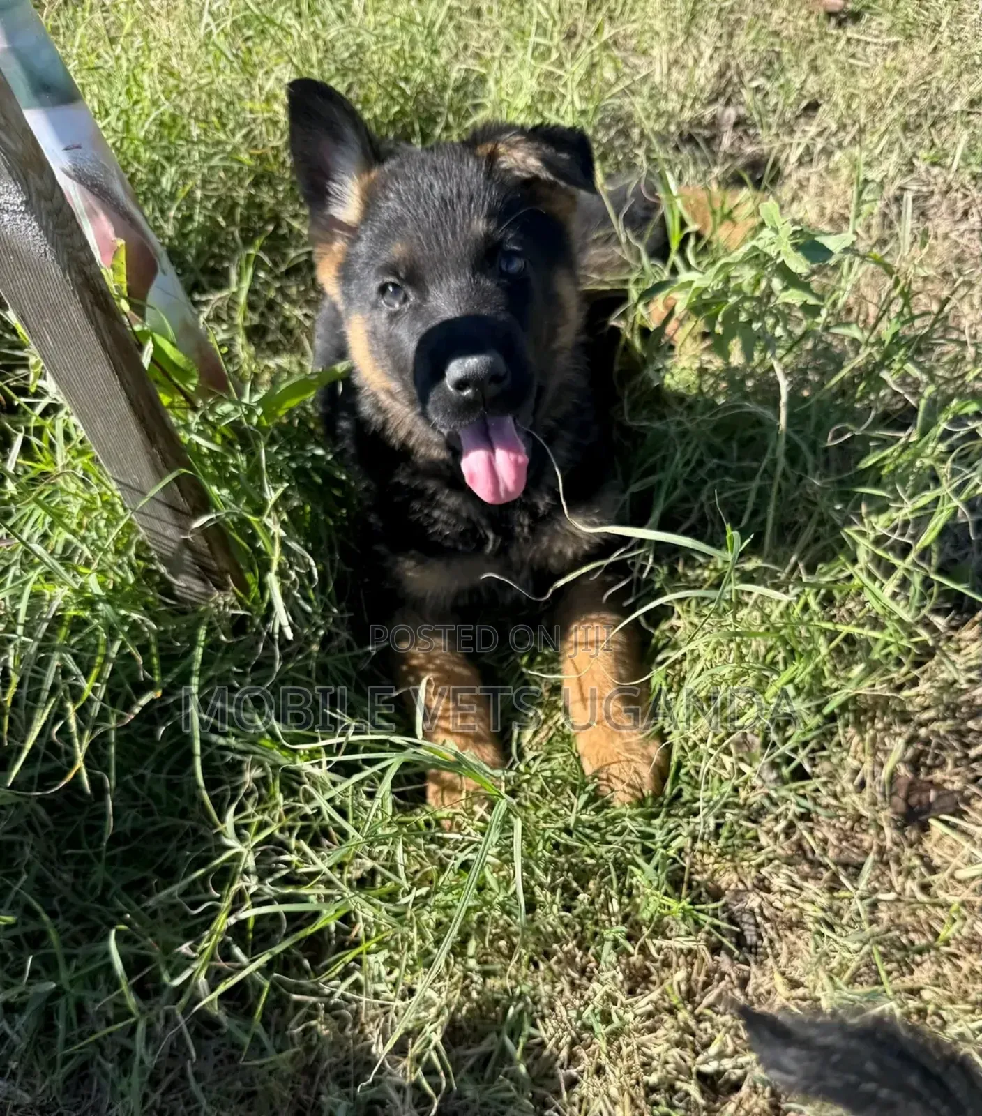 1-3 months Female Purebred German Shepherd