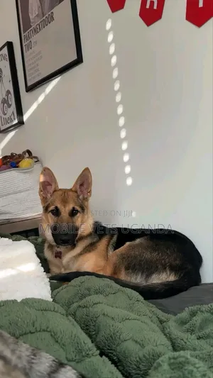 6-12 months Male Purebred German Shepherd
