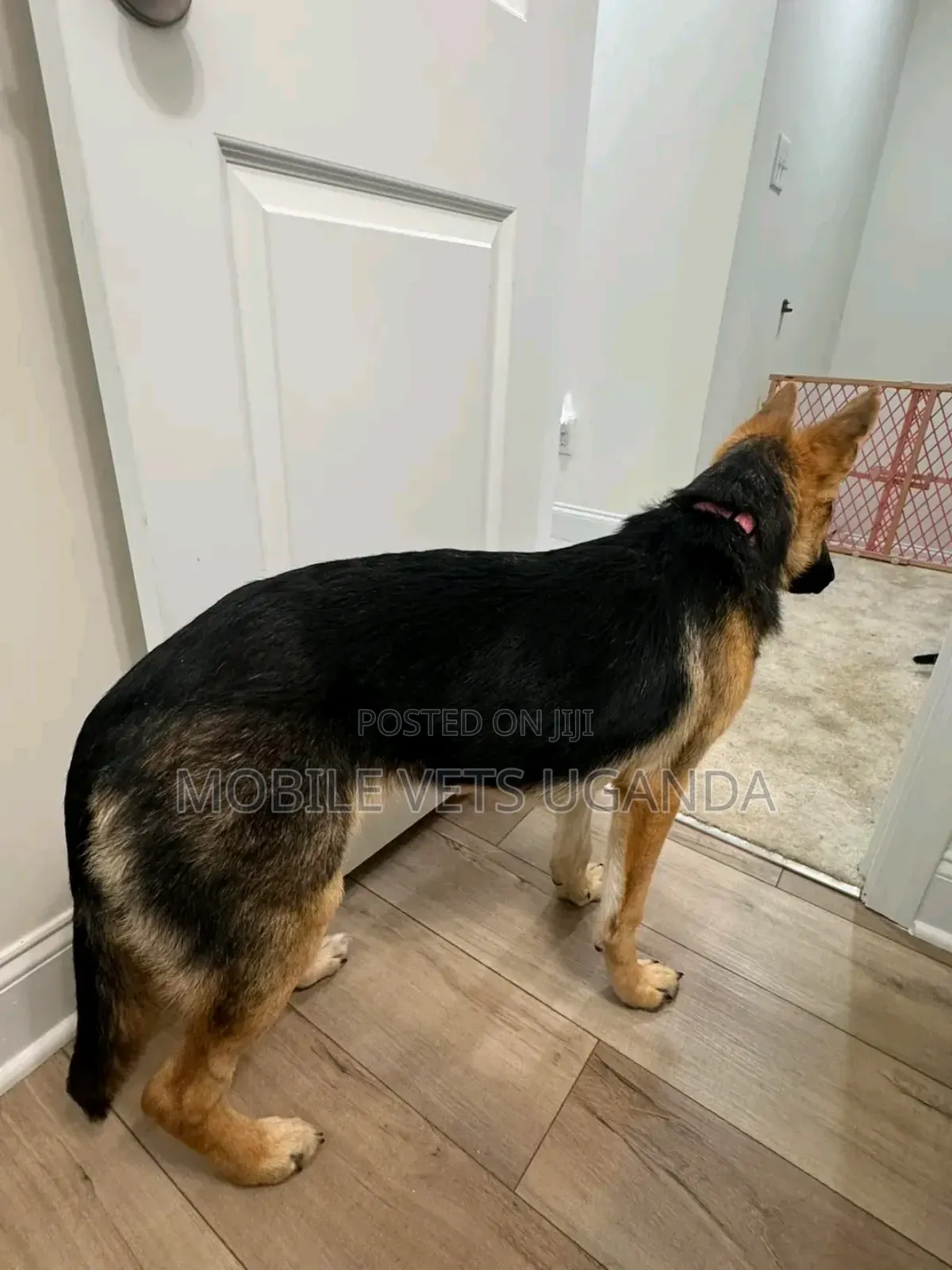 6-12 months Female Purebred German Shepherd