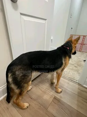 6-12 months Female Purebred German Shepherd