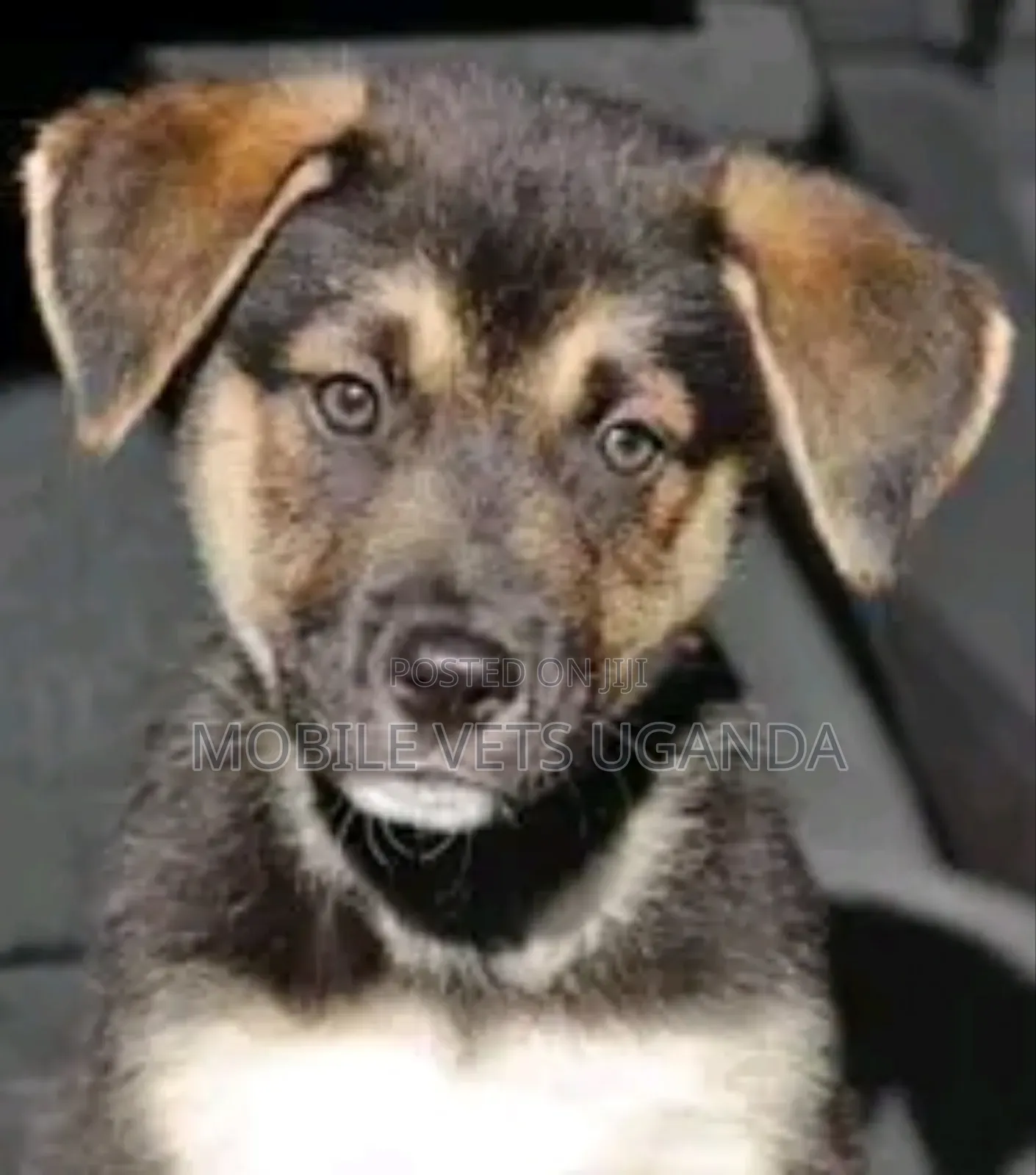 1-3 months Female Purebred German Shepherd