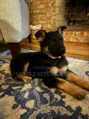 1-3 months Female Purebred German Shepherd