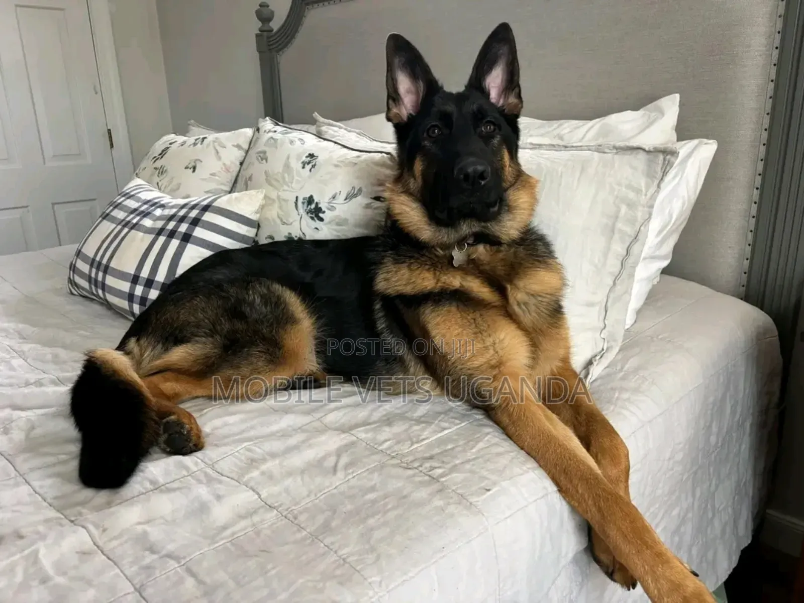 6-12 months Female Purebred German Shepherd