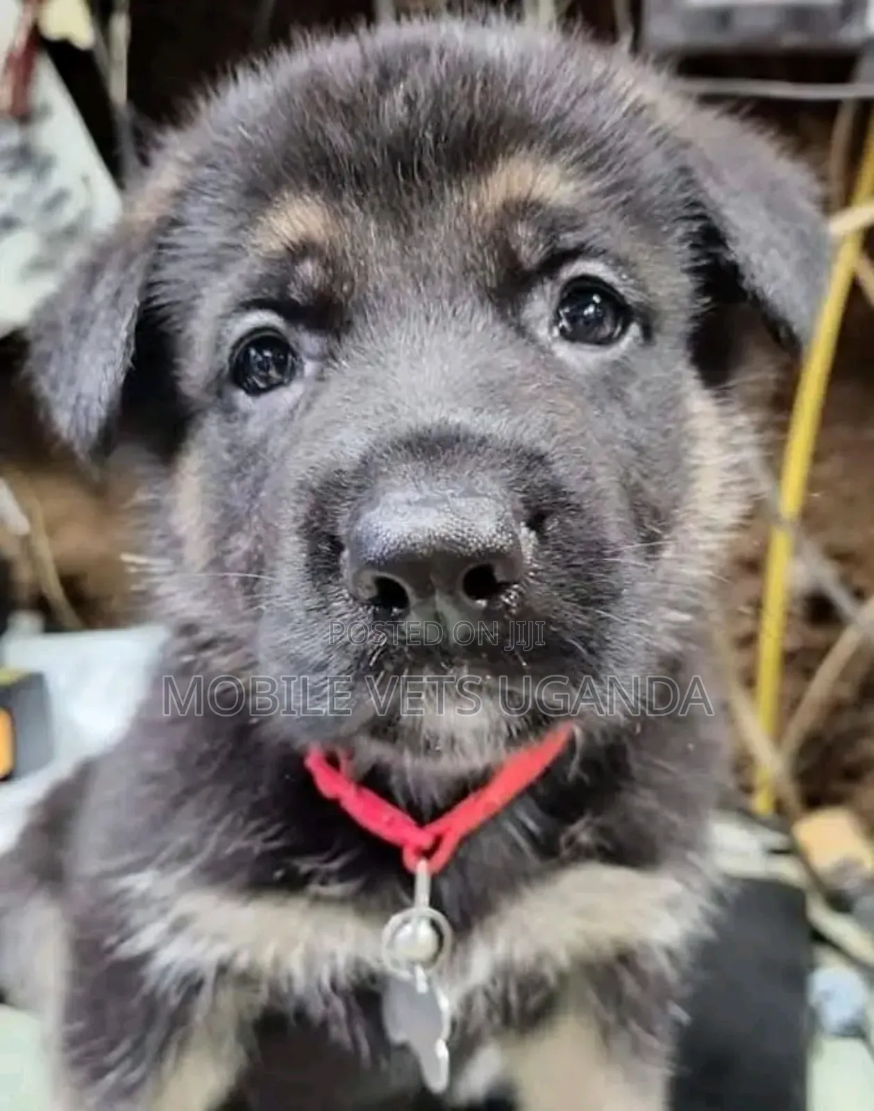 1-3 months Male Purebred German Shepherd