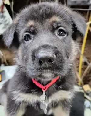 1-3 months Male Purebred German Shepherd